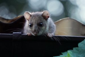 deaf idioms dormouse