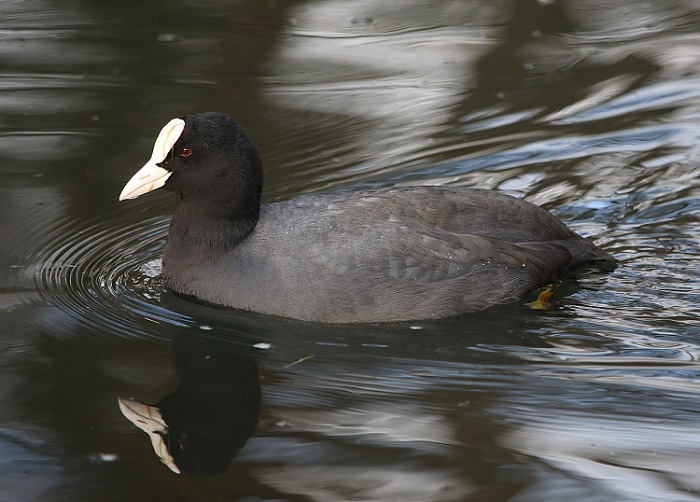 American Coot moving across water