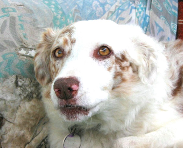 White dog which is deaf in her right ear