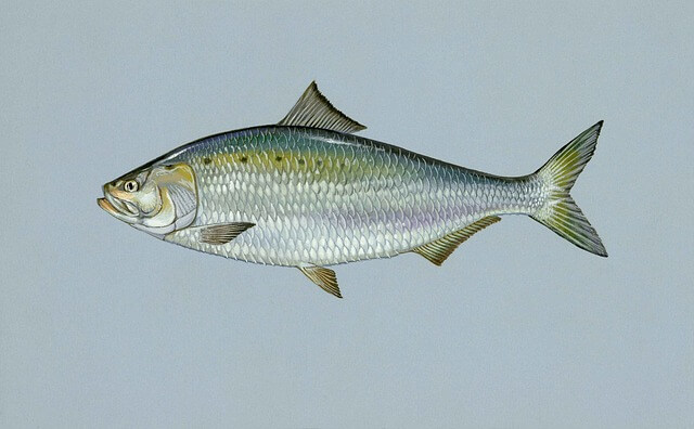 Illustration of shad fish