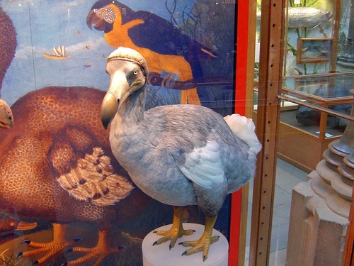 Stuffed dodo on display at exhibition